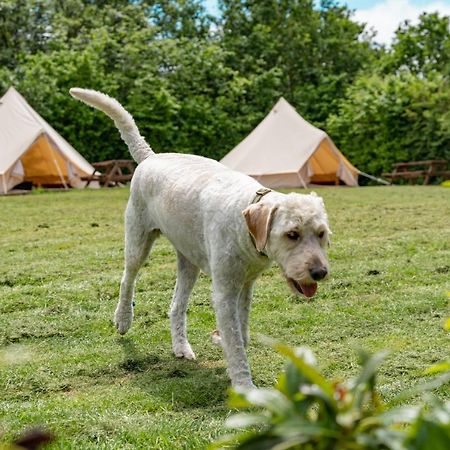 Bell Tent Glamping At Marwell Resort Вінчестер Екстер'єр фото