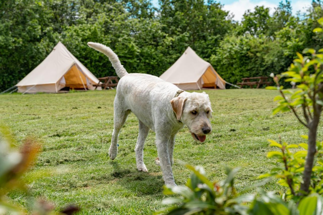 Bell Tent Glamping At Marwell Resort Вінчестер Екстер'єр фото